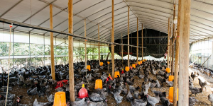 祥农嫂赌上尊严，让每一块肉都敢直播从源头到餐桌